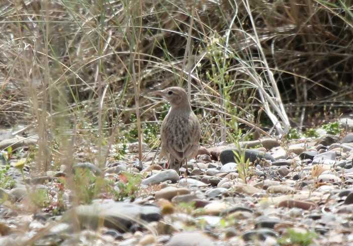 Short-toed Lark