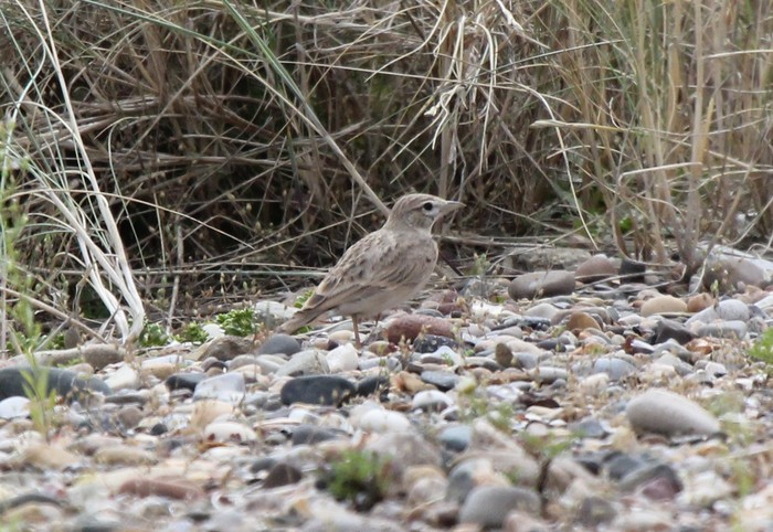 Short-toed Lark