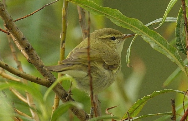 Greenish Warbler