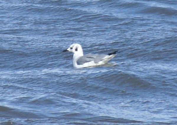 Bonaparte's Gull