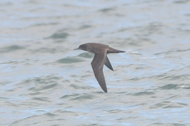 Sooty Shearwater