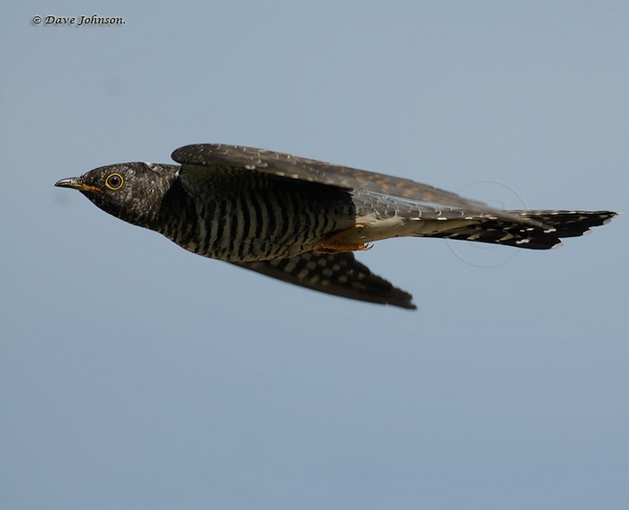 Cuckoo