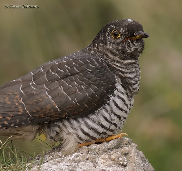 Cuckoo