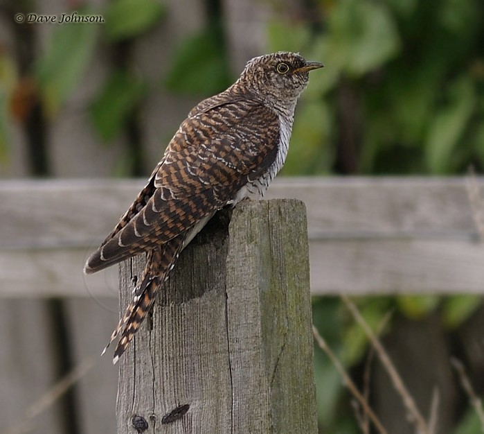 Cuckoo