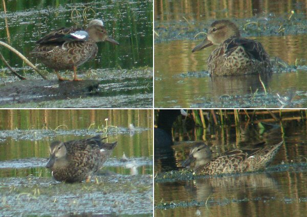 Blue-winged Teal