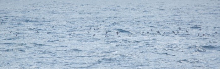 Balearic Shearwater