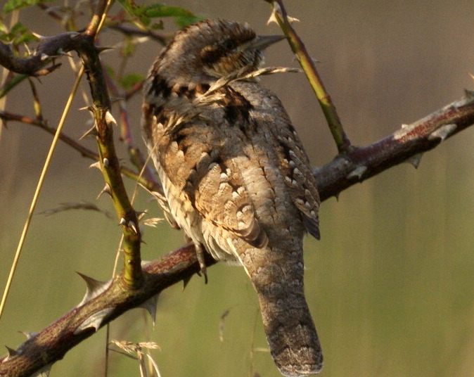 Wryneck