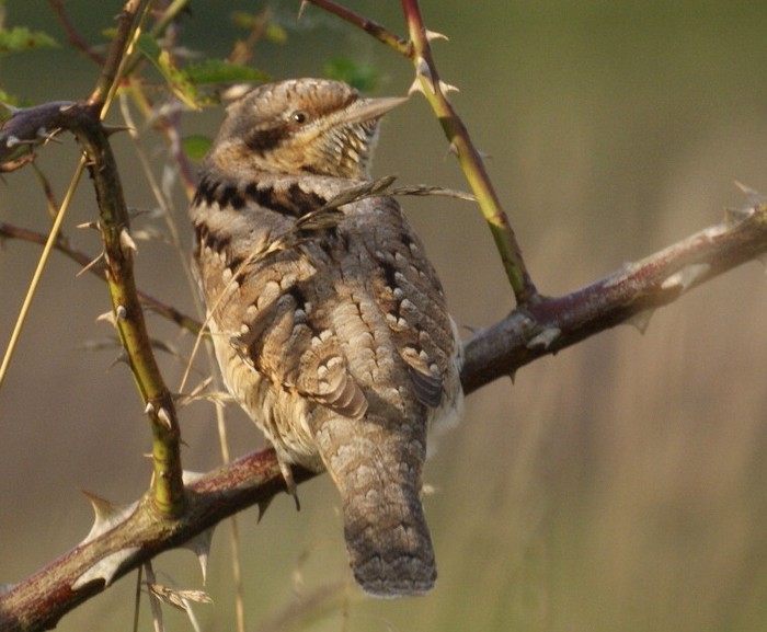 Wryneck