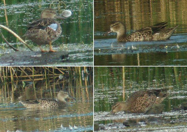 Blue-winged Teal