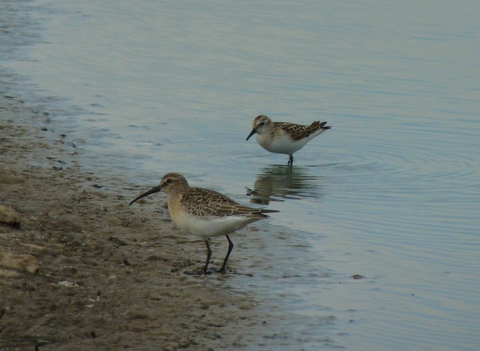 Curlew Sandpiper