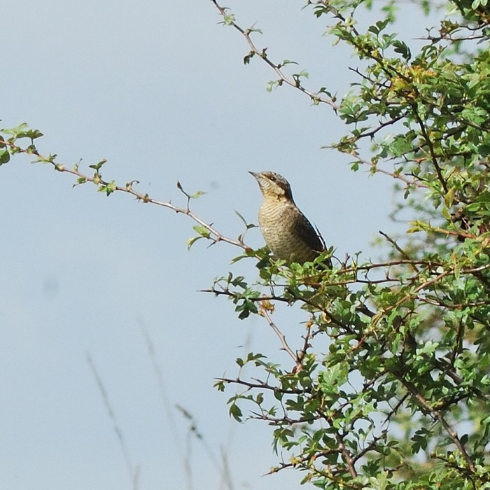 Wryneck