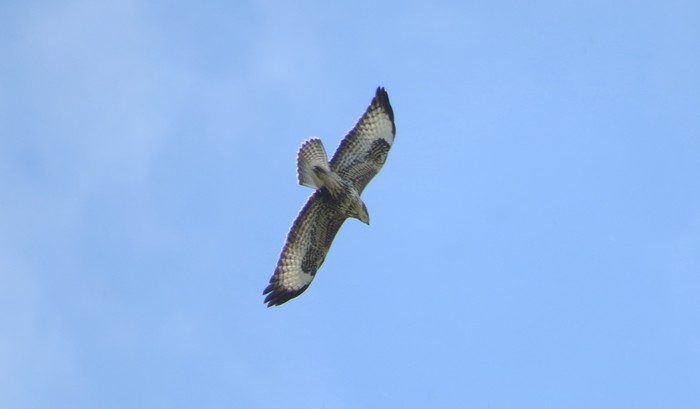 Buzzard