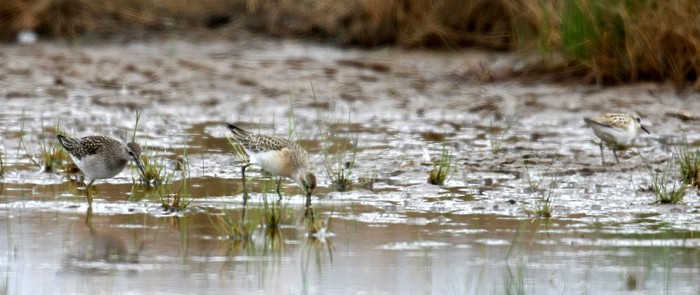 Wood Sandpiper
