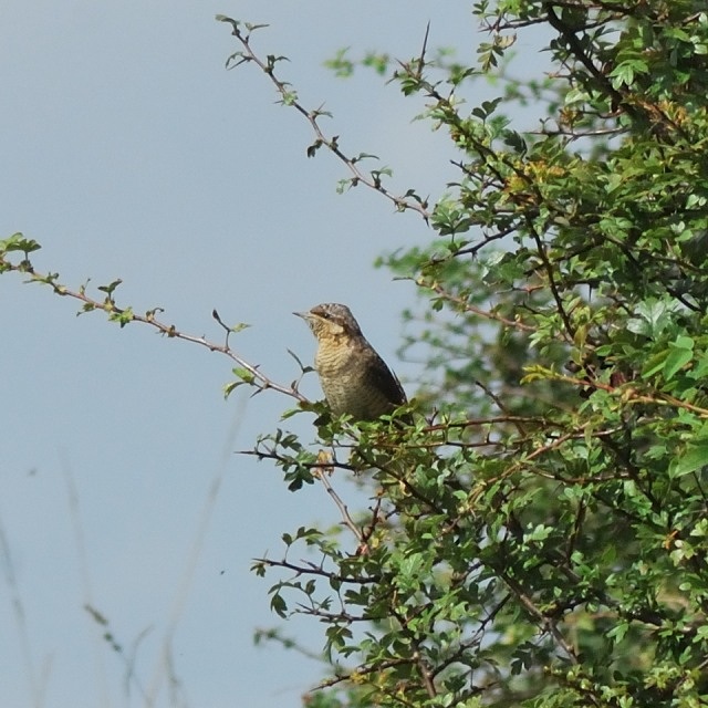 Wryneck