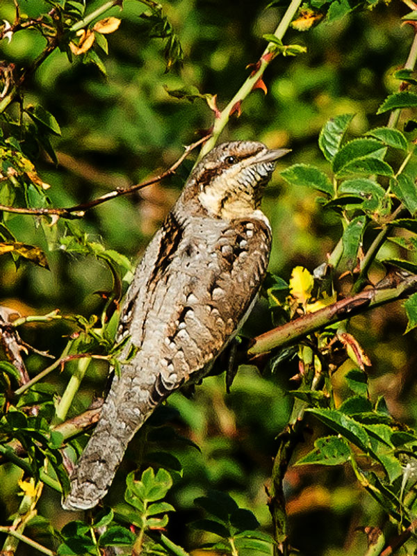 Wryneck