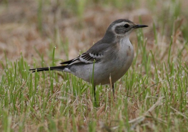 Citrine Wagtail