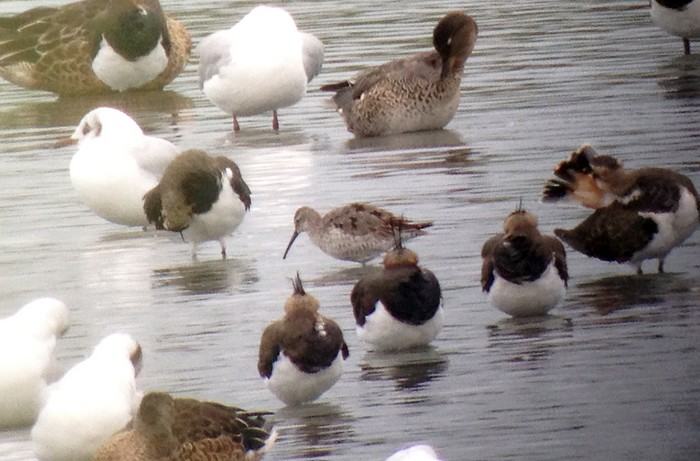 Stilt Sandpiper