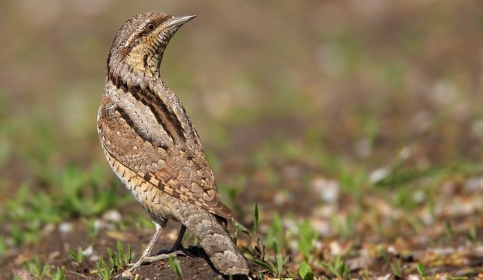 Wryneck