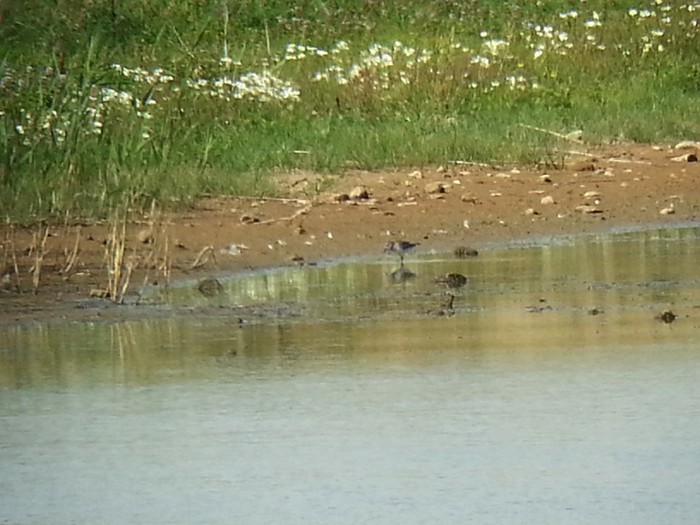 White-rumped Sandpiper