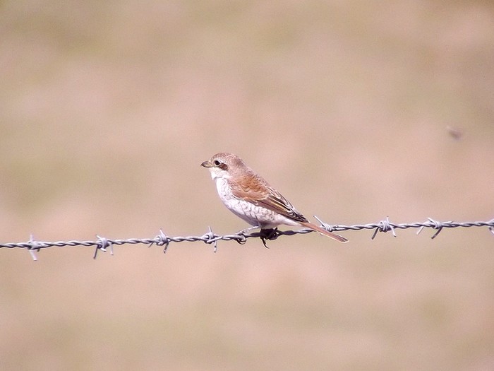 Red-backed Shrike
