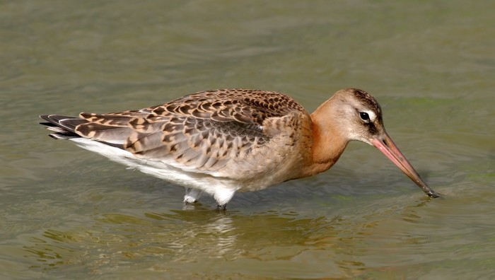 Black-tailed Godwit