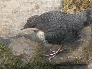 Dipper