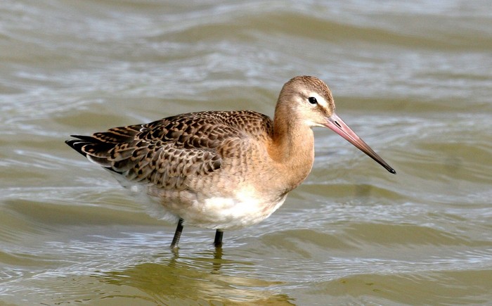 Black-tailed Godwit