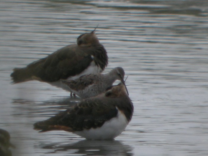 Stilt Sandpiper