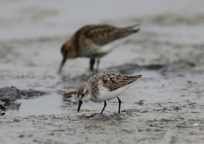 Semipalmated Sandpiper