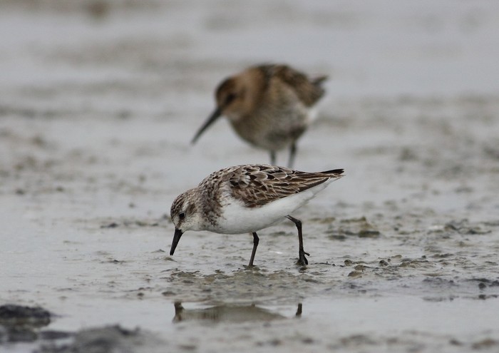 Semipalmated Sandpiper
