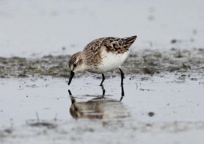 Semipalmated Sandpiper