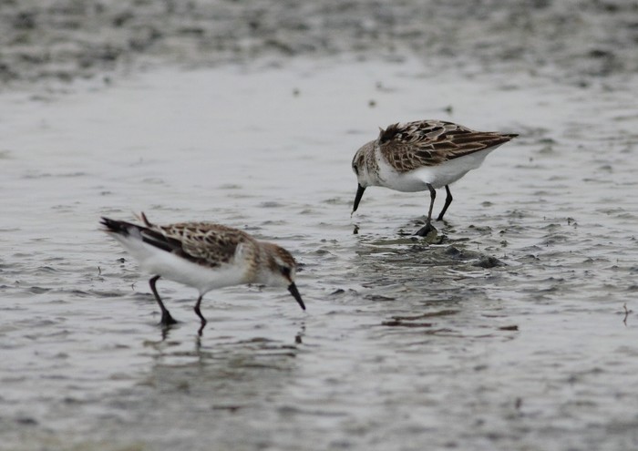 Semipalmated Sandpiper
