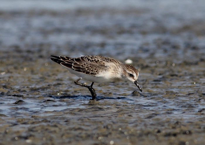 Semipalmated Sandpiper