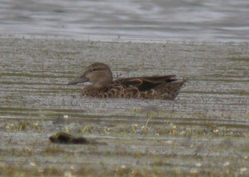 Blue-winged Teal