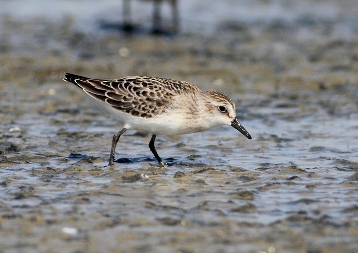Semipalmated Sandpiper