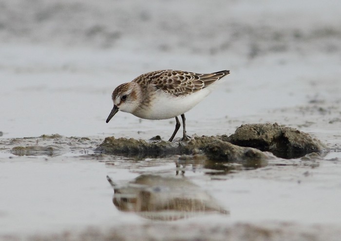 Semipalmated Sandpiper