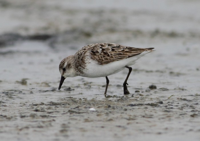 Semipalmated Sandpiper