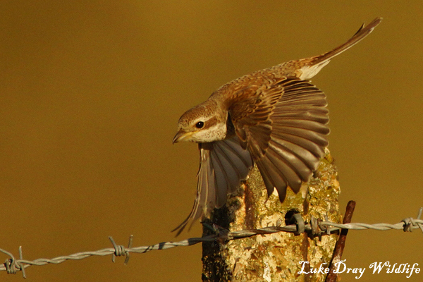 Red-backed Shrike