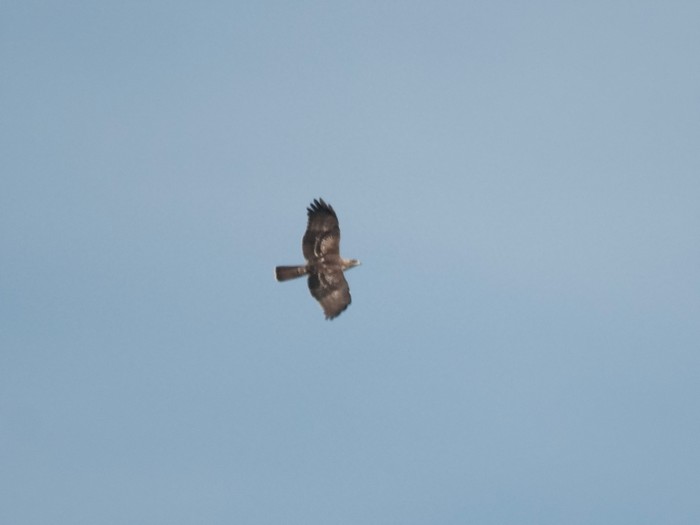 Honey Buzzard