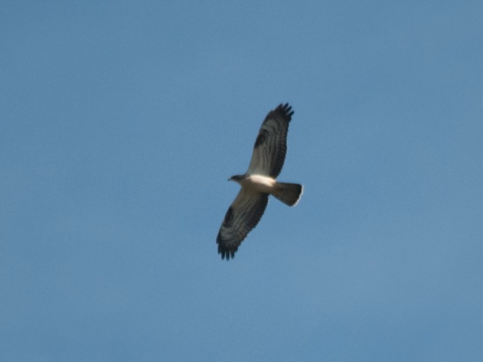 Honey Buzzard