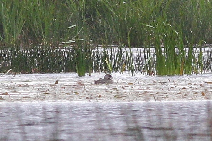 Pied-billed Grebe
