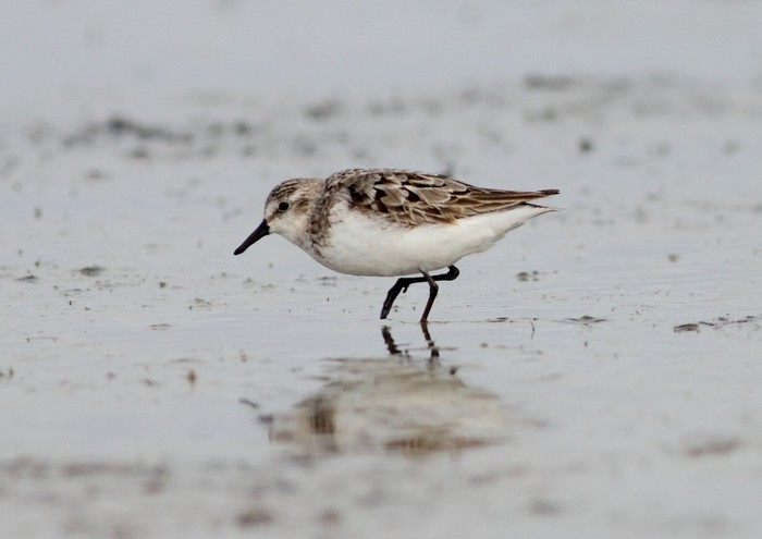 Semipalmated Sandpiper