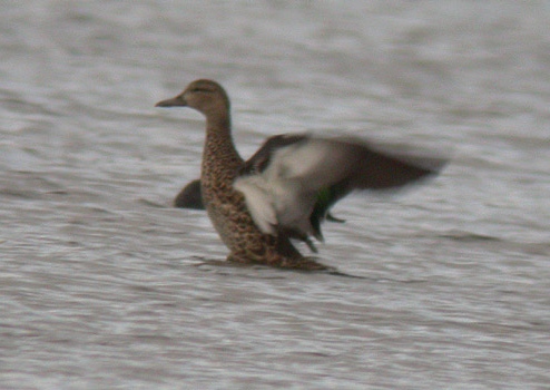 Blue-winged Teal