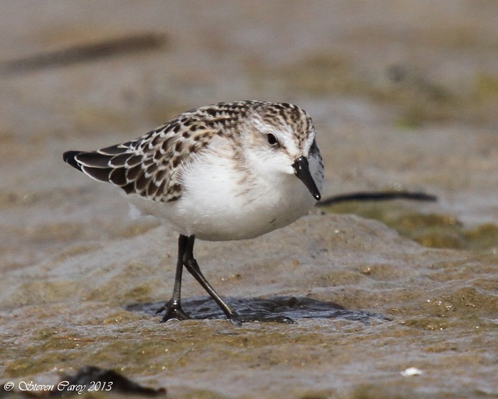 Semipalmated Sandpiper