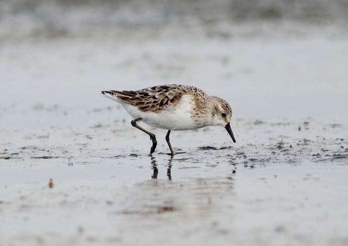 Semipalmated Sandpiper