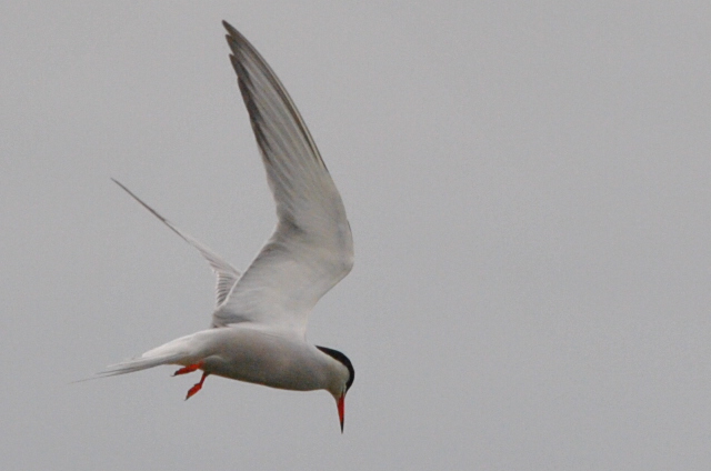 Common Tern