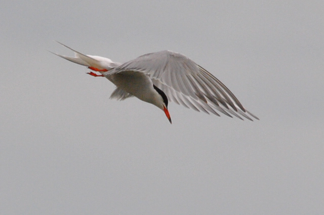 Common Tern