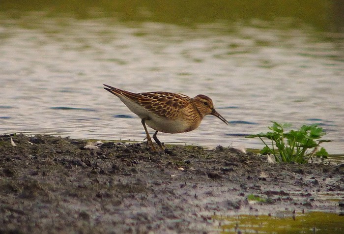 Pectoral Sandpiper