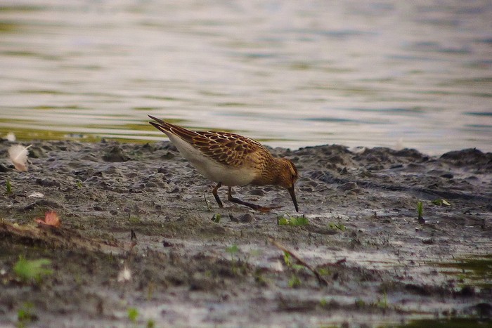 Pectoral Sandpiper