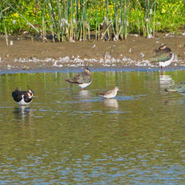 Stilt Sandpiper